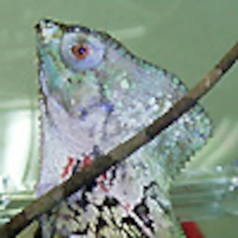 スベヒタイヘルメットイグアナ