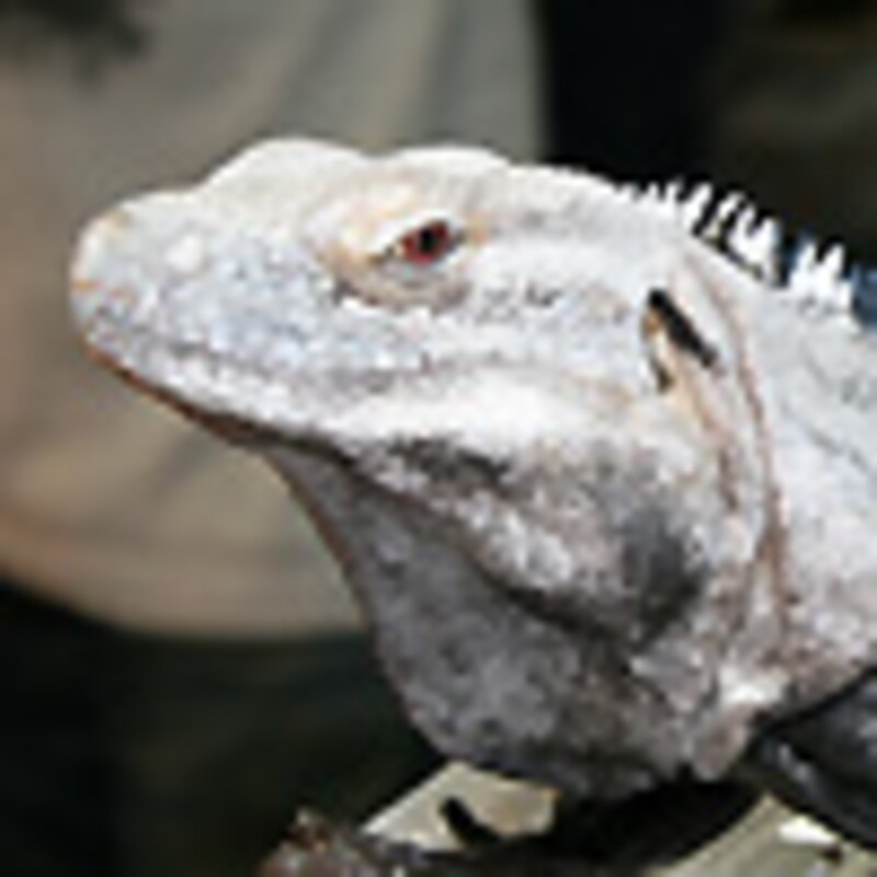 サンエステバントゲオイグアナ