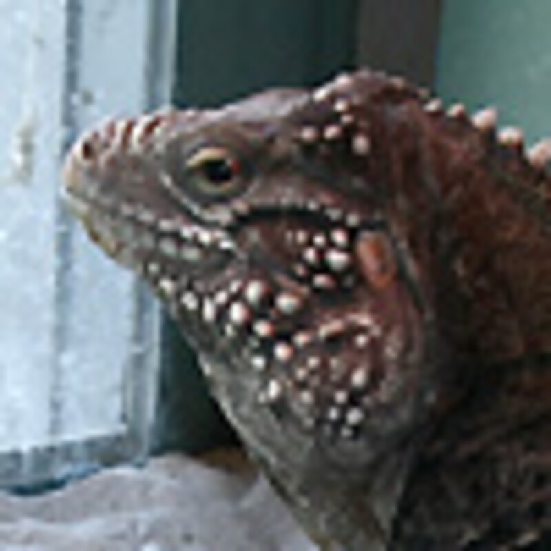 レッサーケイマンイグアナ