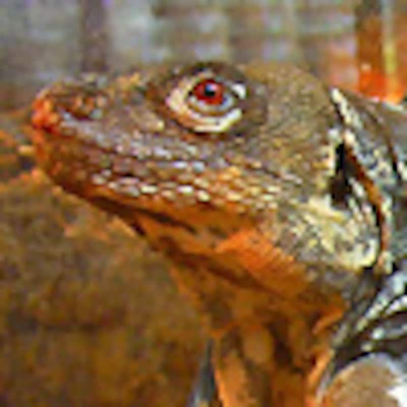 ノドダレトゲオイグアナ