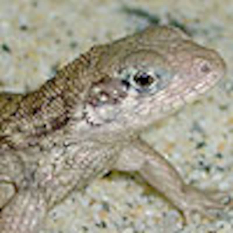 キタゼンマイトカゲ