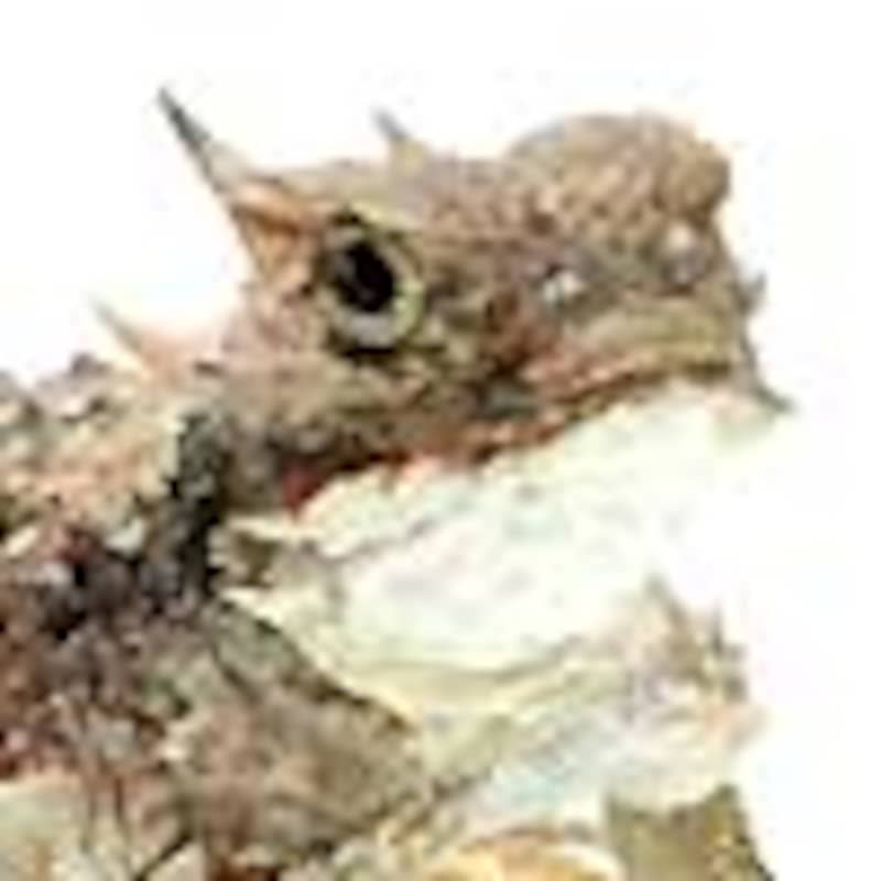 サバクツノトカゲ