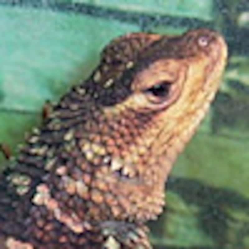 アオハリトカゲ