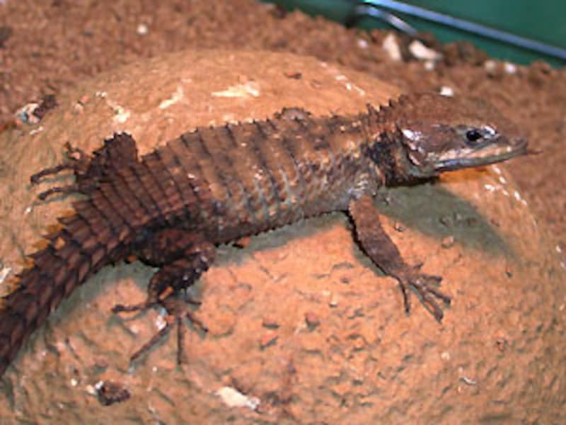 たぶんジョーンズヨロイトカゲ