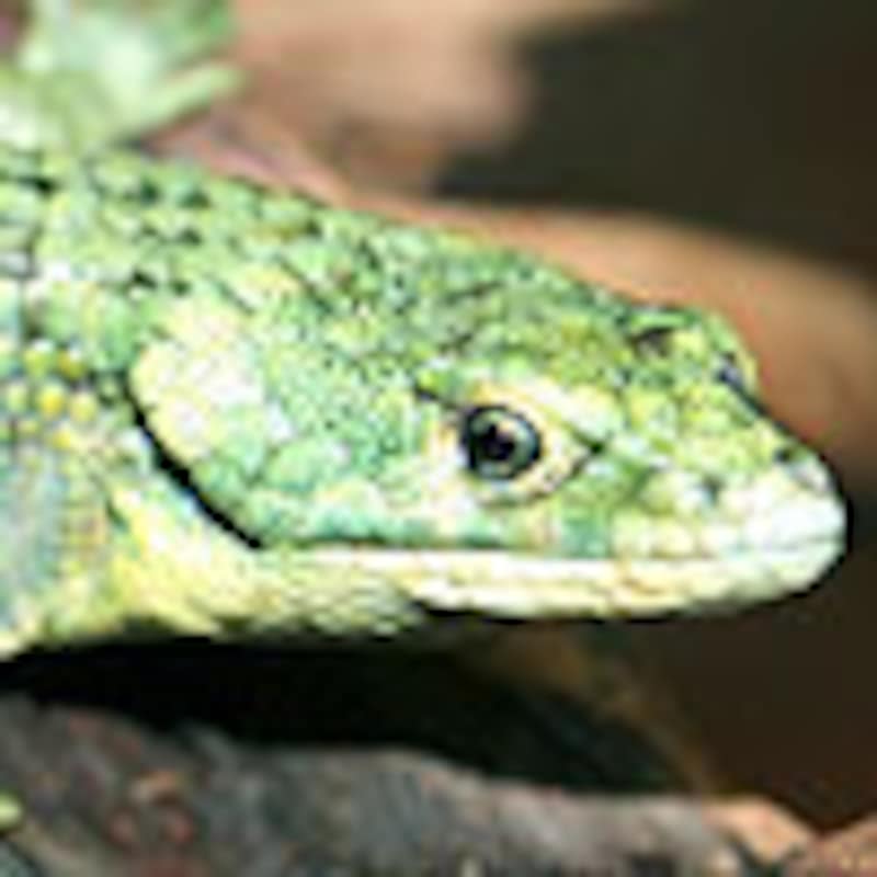 アオキノボリアリゲータートカゲ