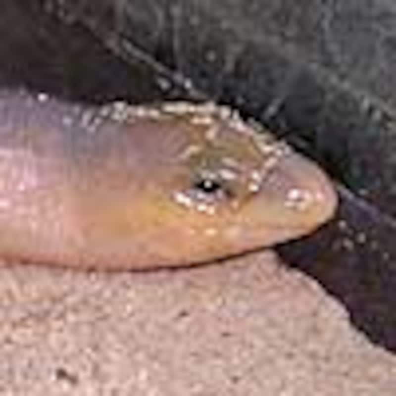 サバンナダーツスキンク