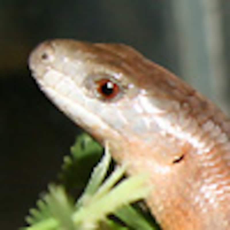 モクマオウホソアオジタトカゲ