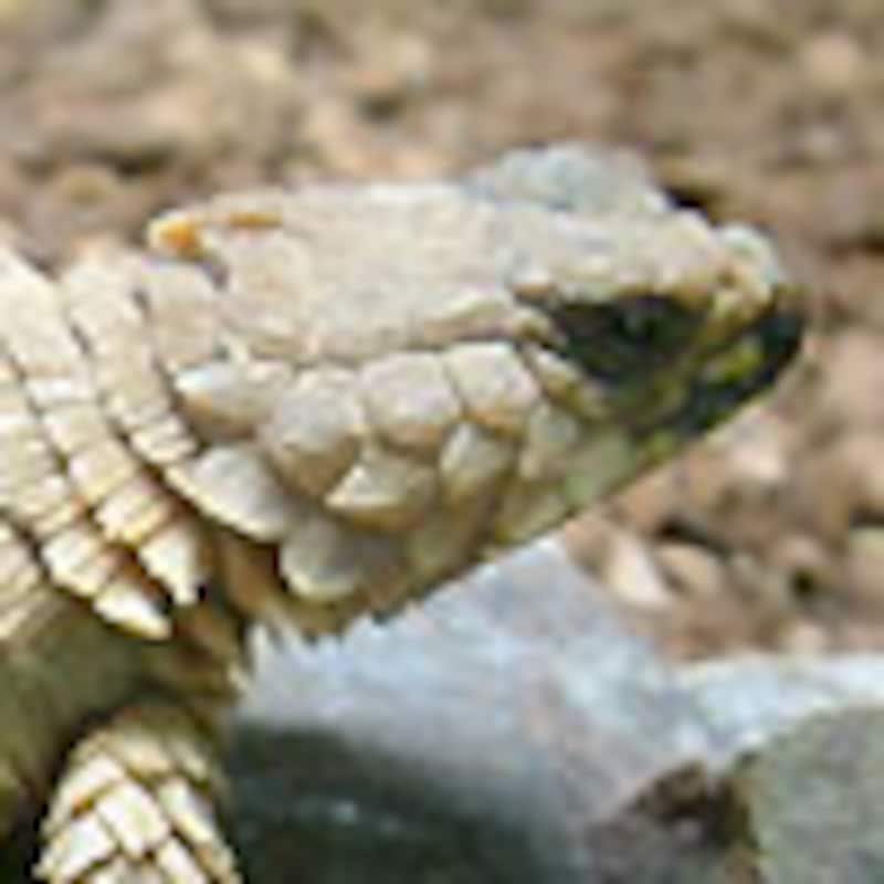 アルマジロトカゲ