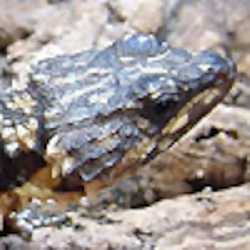 デプレッサスヨロイトカゲ