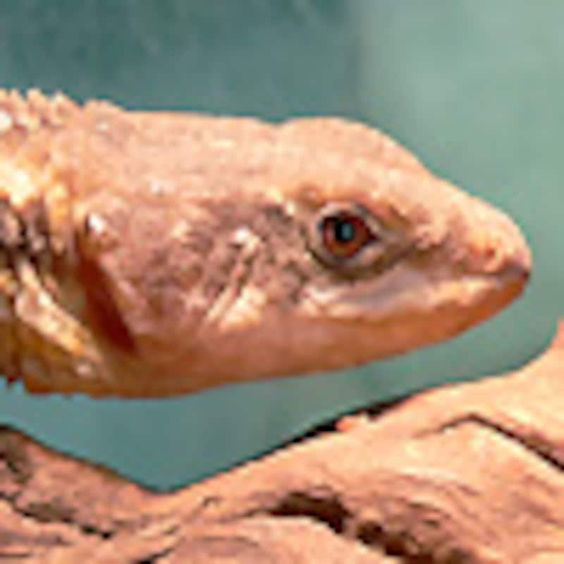 ジョーンズヨロイトカゲ