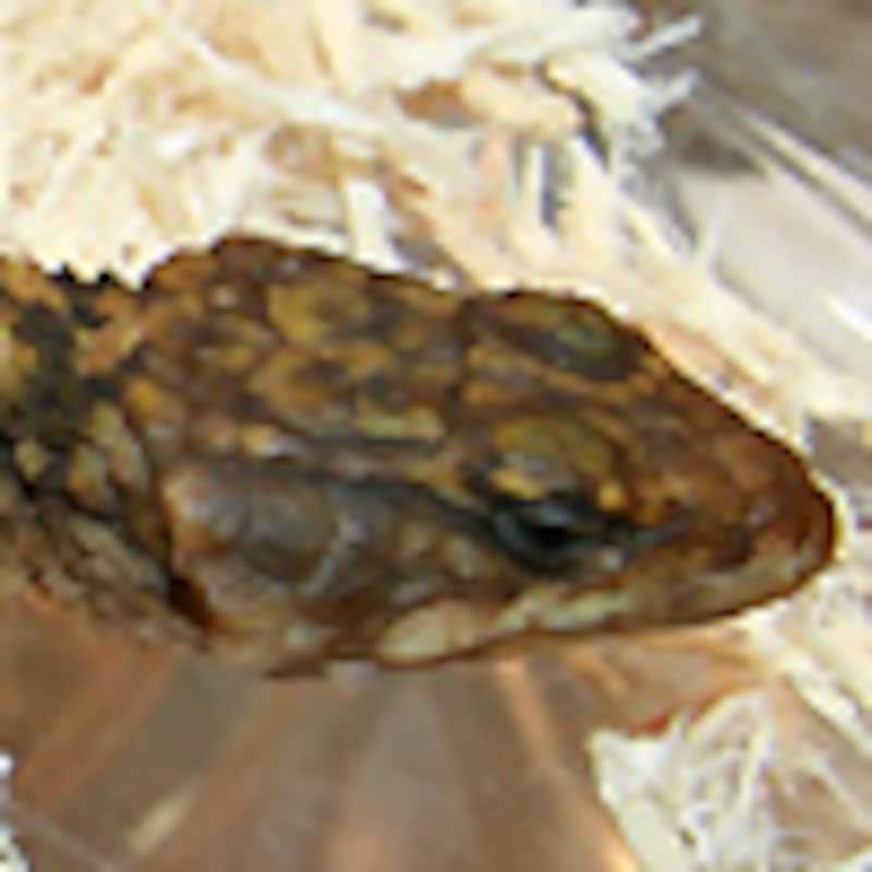 ジンバブエヨロイトカゲ