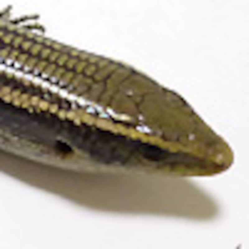 ムスジカラカネトカゲ