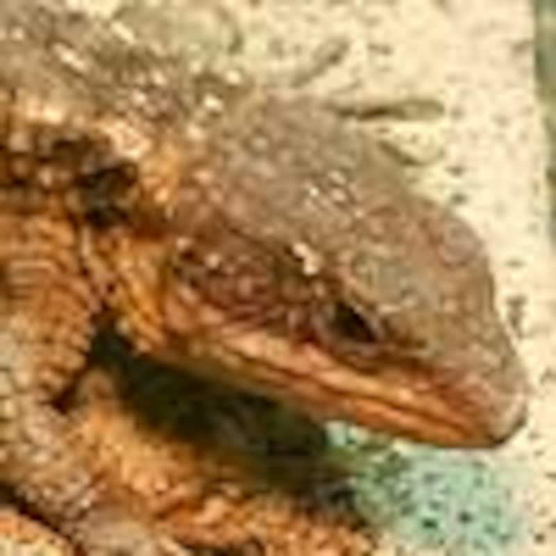 ヒナタヨロイトカゲ