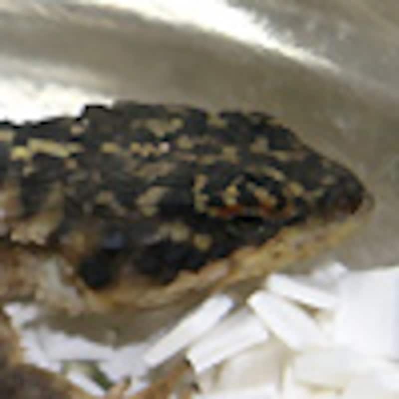 トランスバールヨロイトカゲ