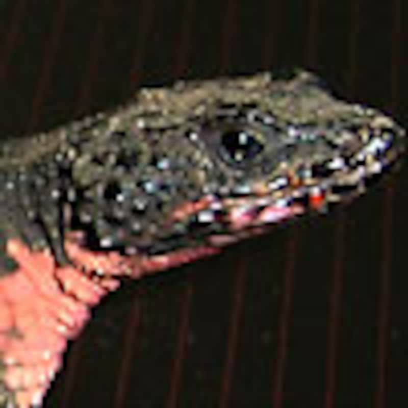 ワーレンヨロイトカゲ