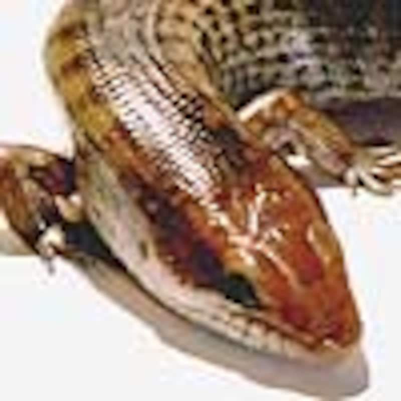 ワーレンギャリワスプ