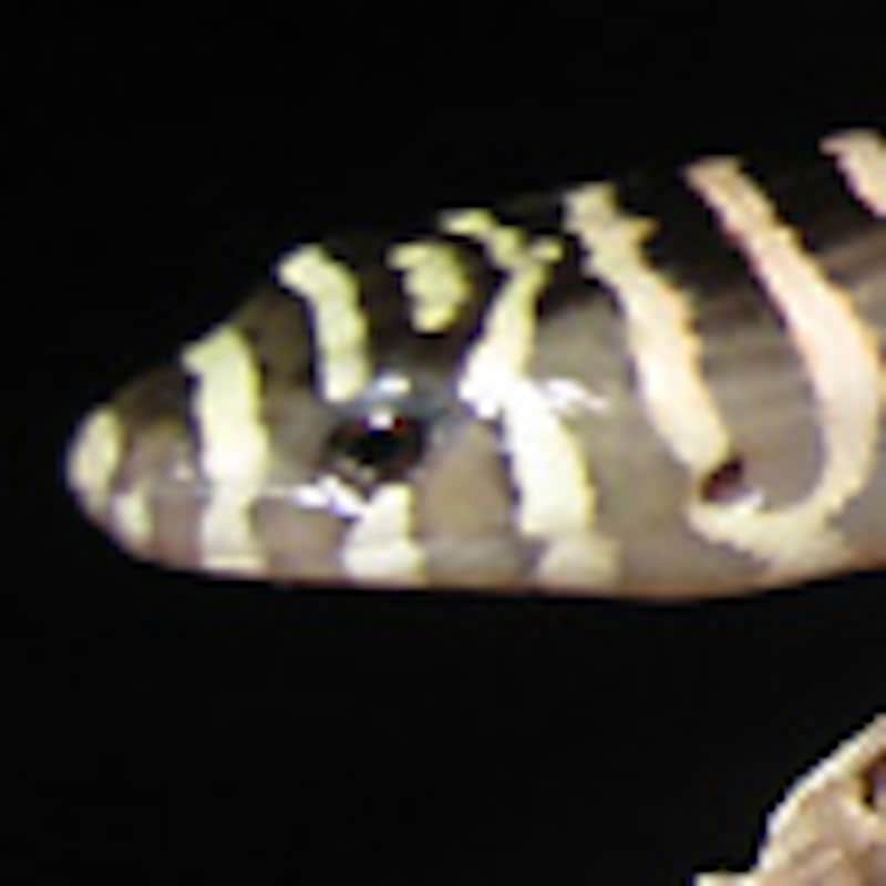 エルドラードギャリワスプ