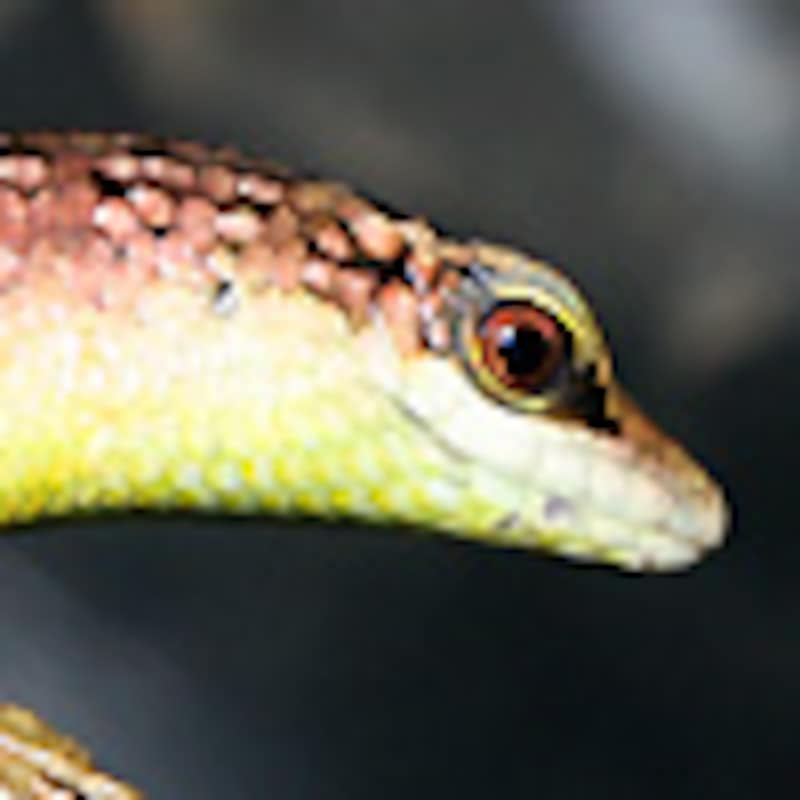 オリーブダシアトカゲ