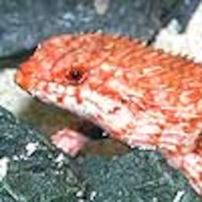 デプレッサイワトカゲ