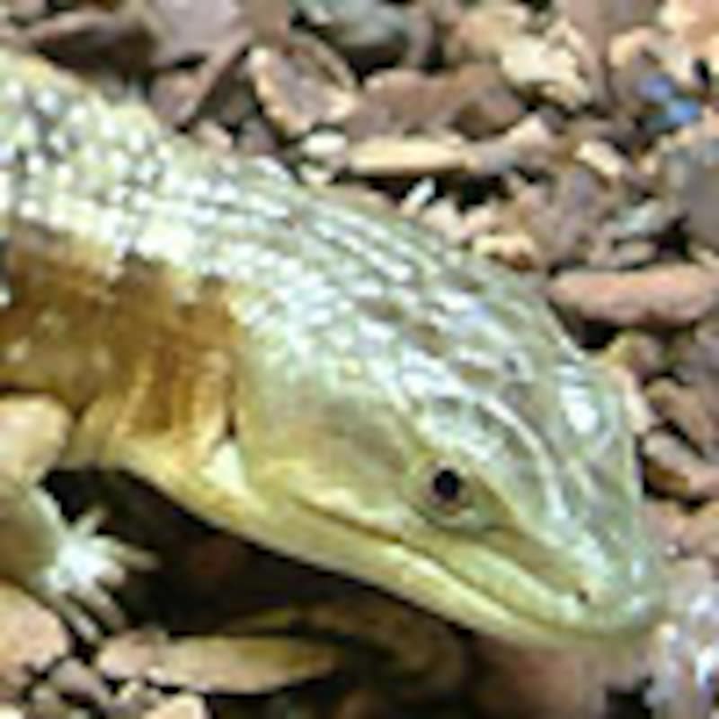 オカアリゲータートカゲ