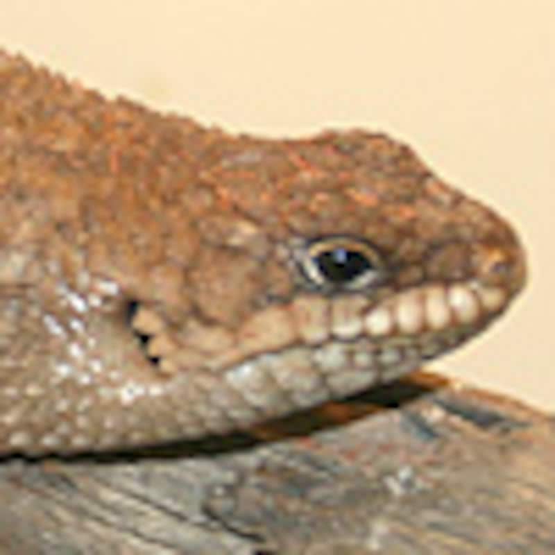 ストケスイワトカゲ・ゼリンギー