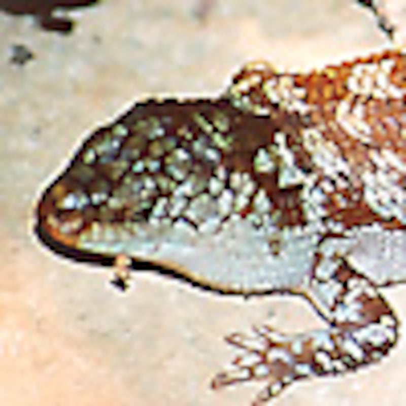 ストケスイワトカゲ・バディア