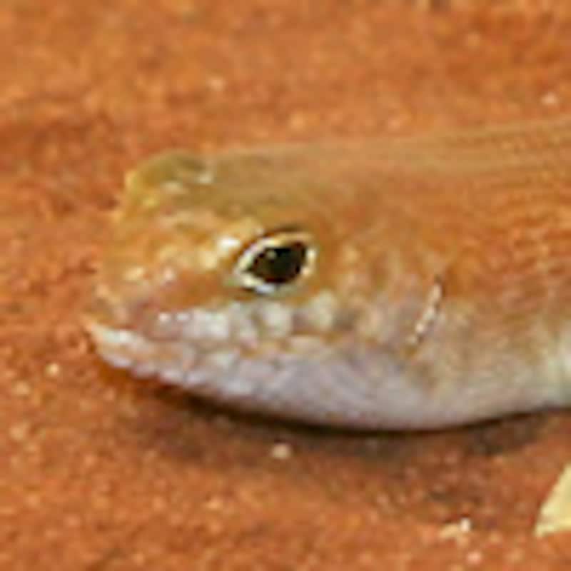 ヤコウイワトカゲ