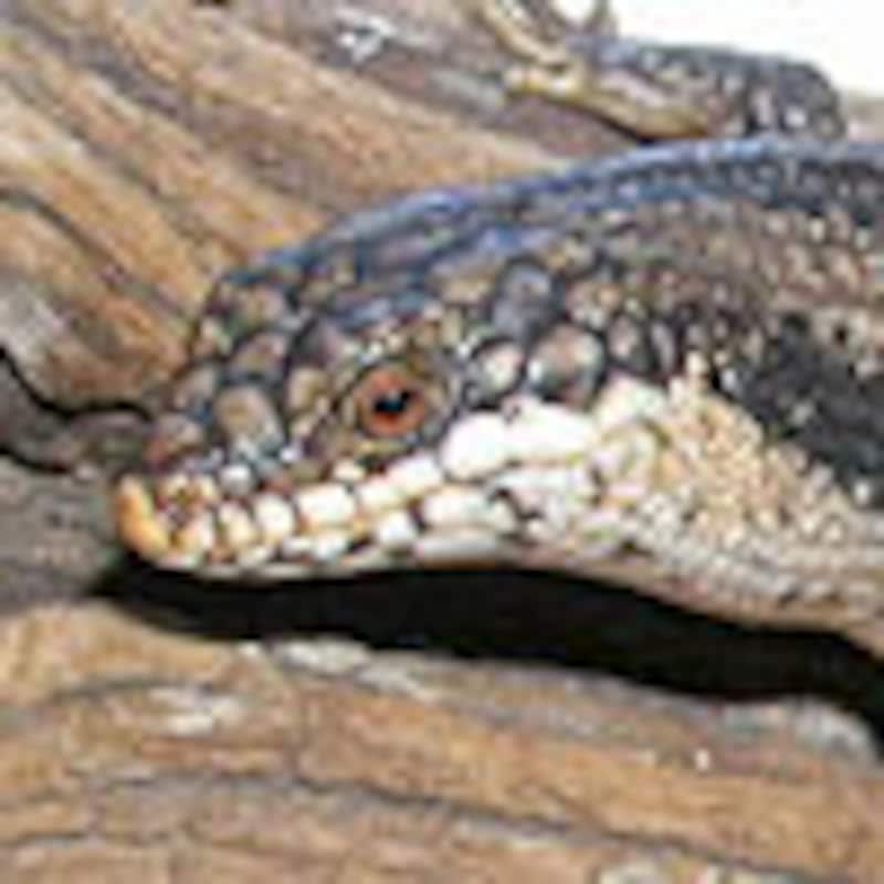 ストリオラータイワトカゲ