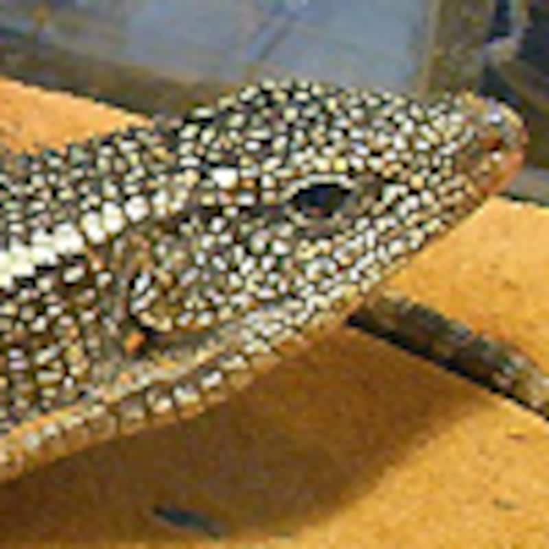 イワヤマプレートトカゲ