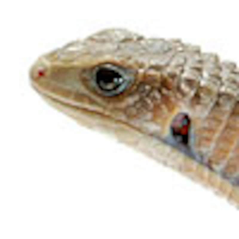 ヒガシオニプレートトカゲ