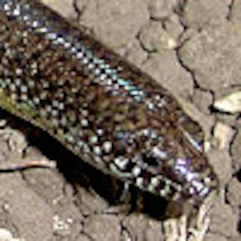 ピーターズリシングスキンク