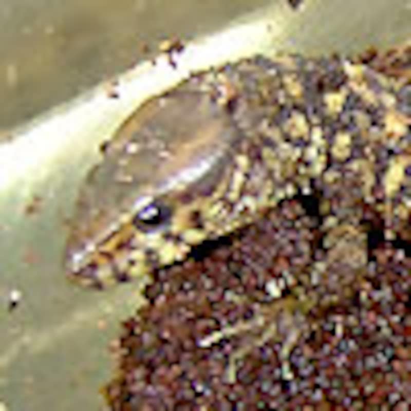 イボヨルトカゲ