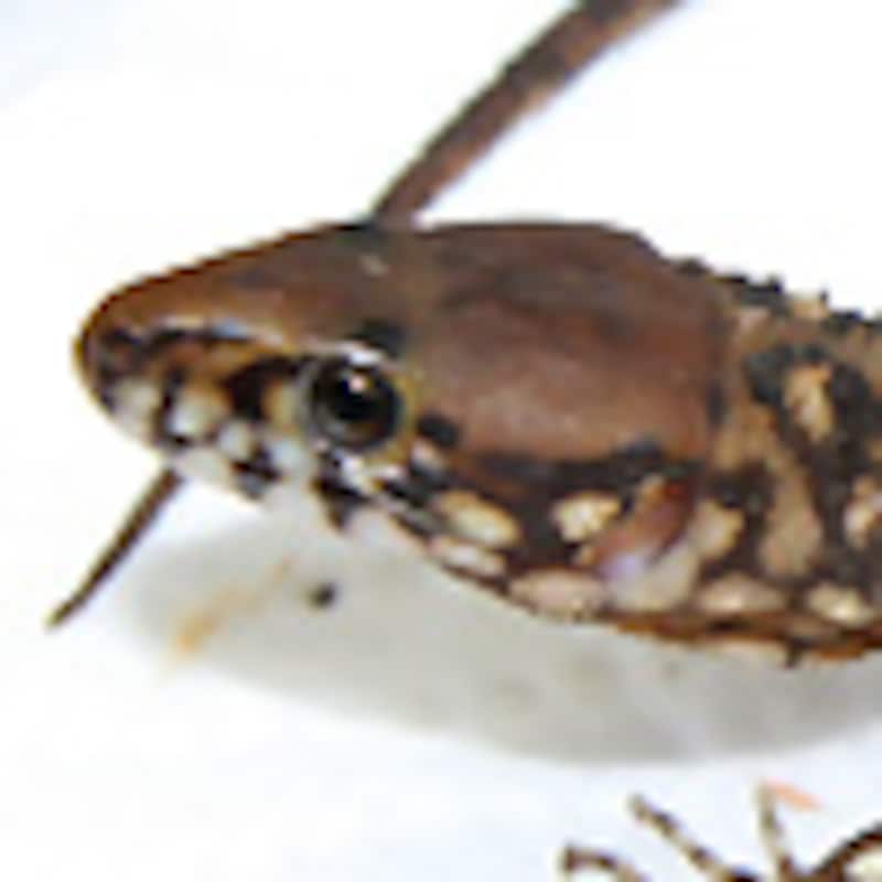 スミスヨルトカゲ