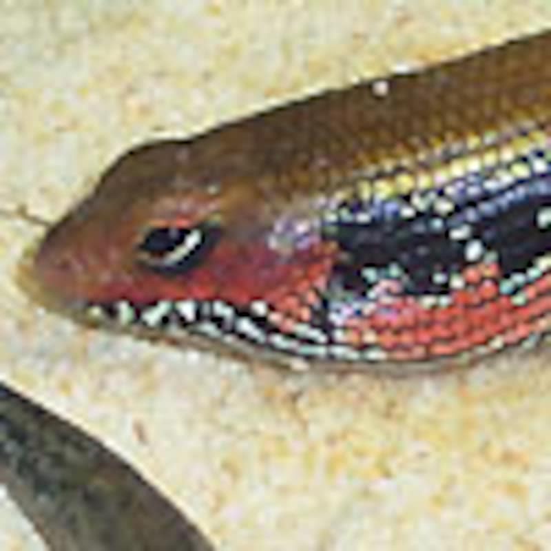 フェルナンデススキンク