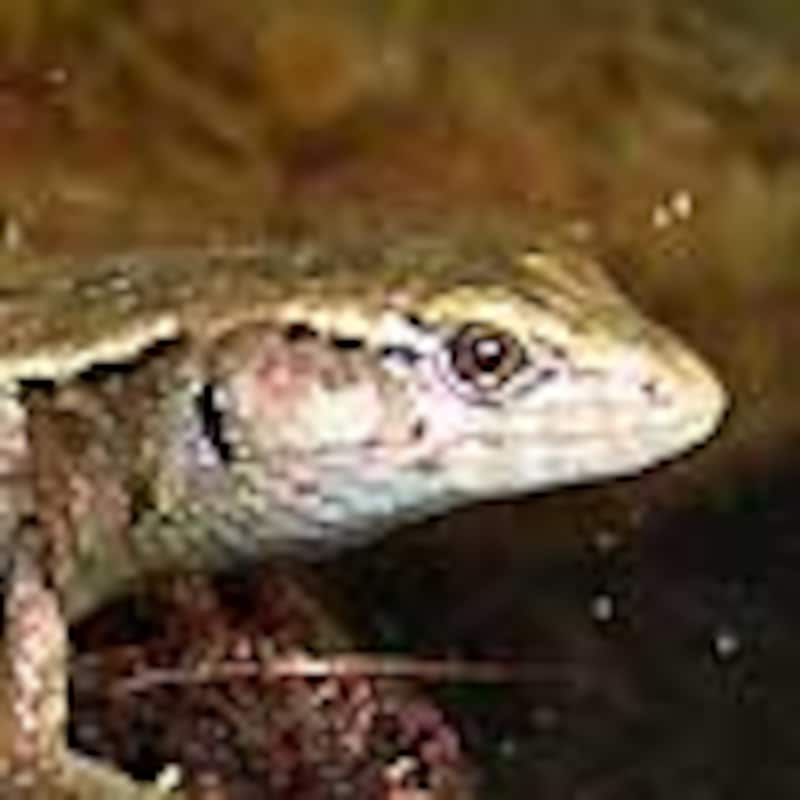 モレレットアリゲータートカゲ