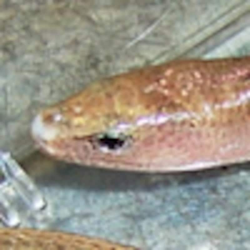 ハートヘビガタトカゲ