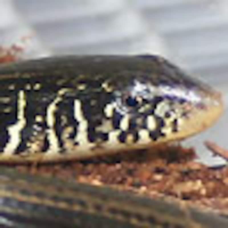 トウブヘビガタトカゲ