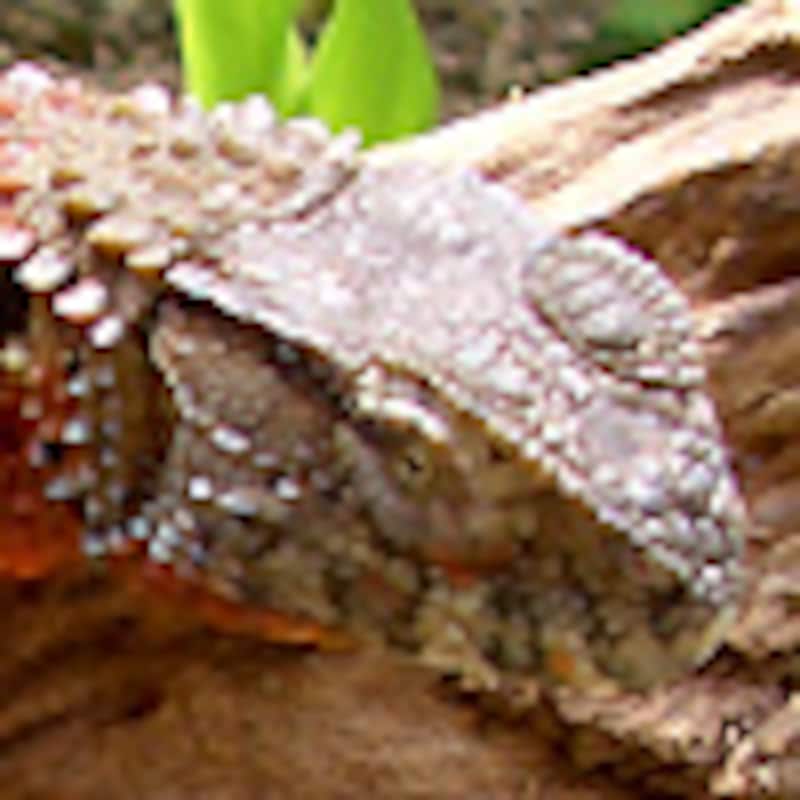 チュウゴクワニトカゲ