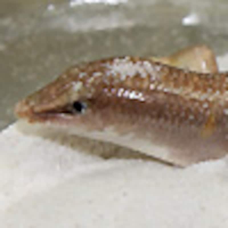 サンドフィッシュ