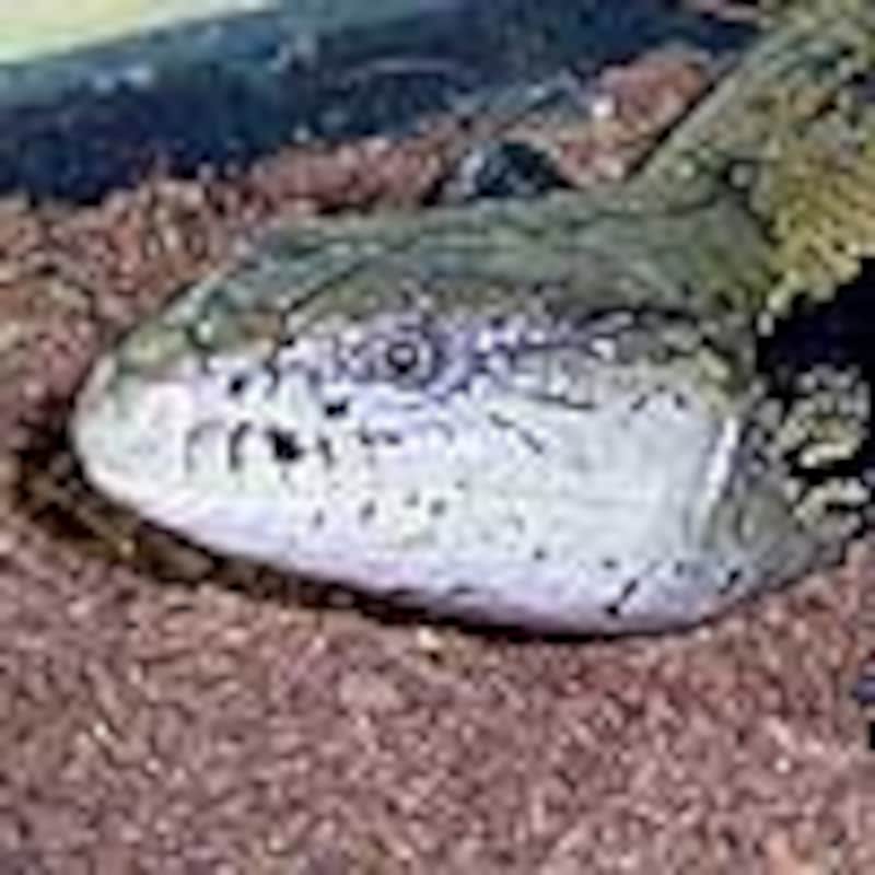 オオアオジタトカゲ