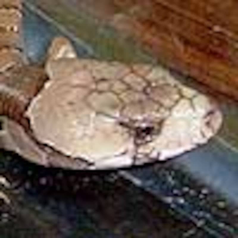 モモジタトカゲ