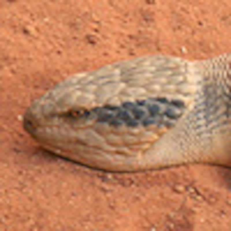 ホソオビアオジタトカゲ