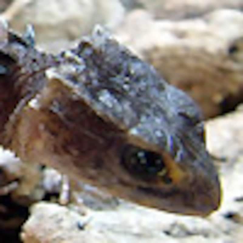 モトイカブトトカゲ