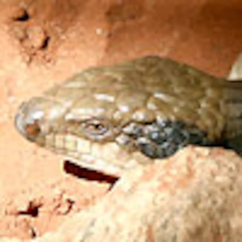 ニシアオジタトカゲ