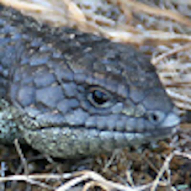 ロットネスマツカサトカゲ