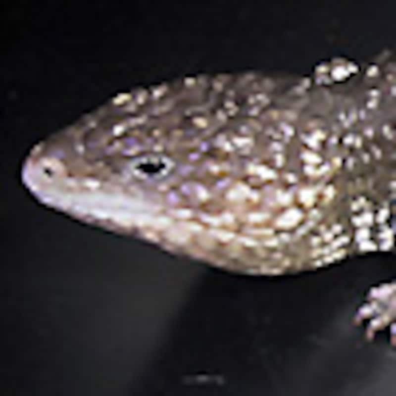 マツカサトカゲ