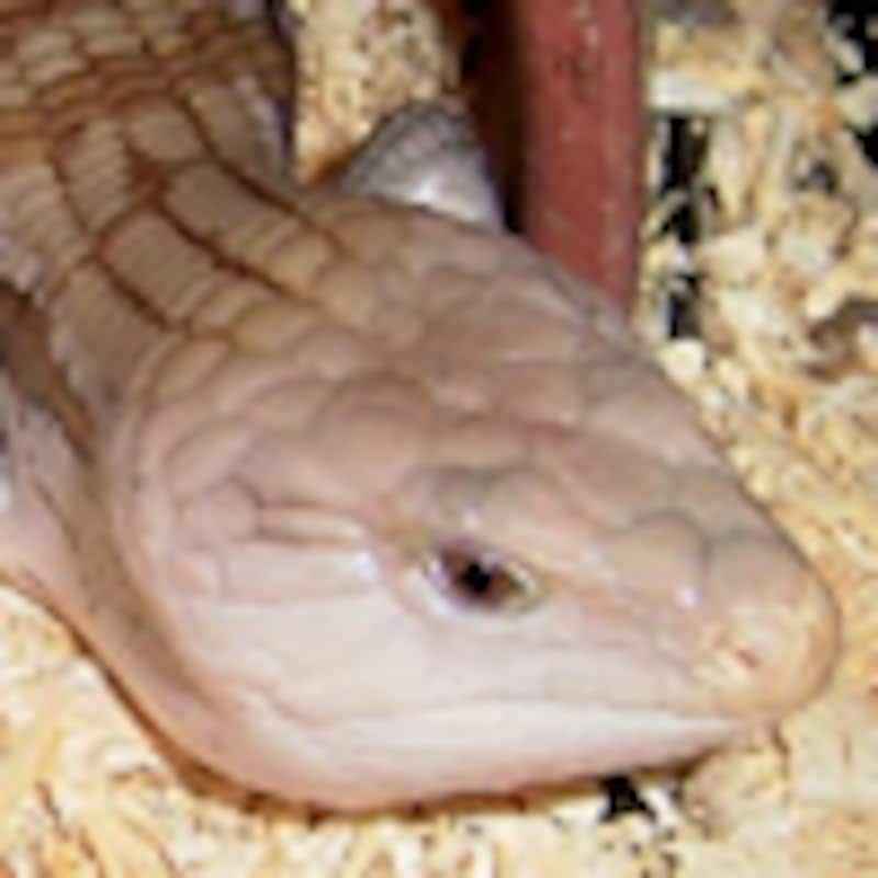 キタアオジタトカゲ