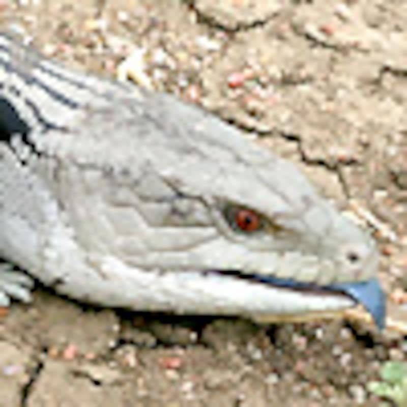 ヒガシアオジタトカゲ