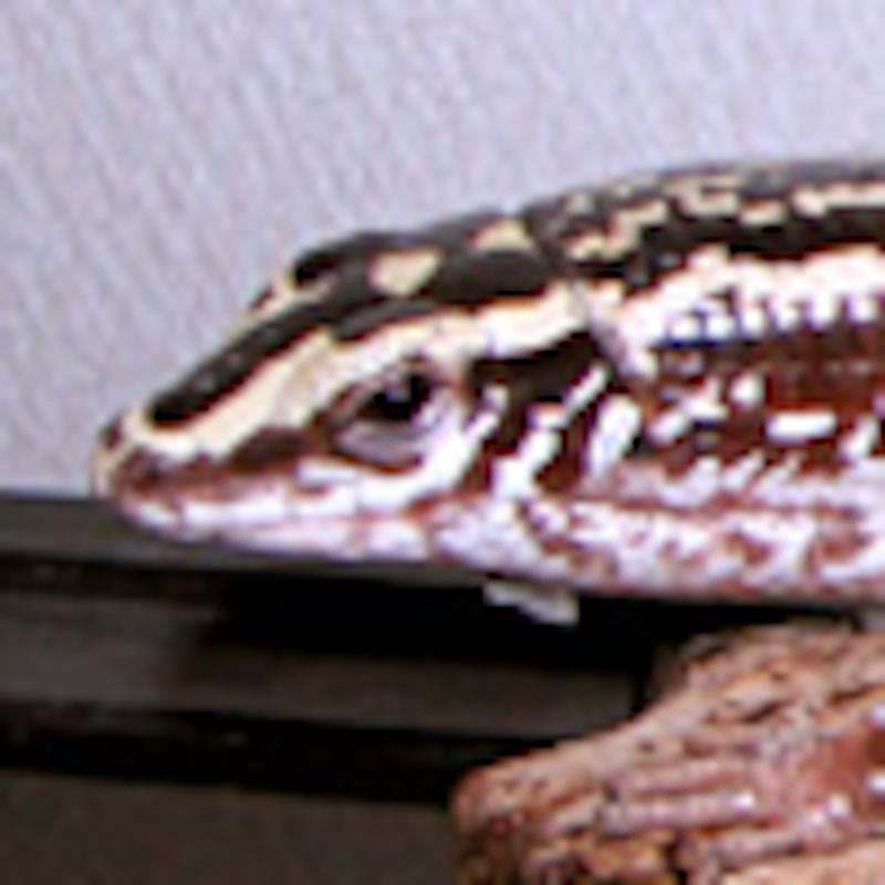 ヨスジオビトカゲ