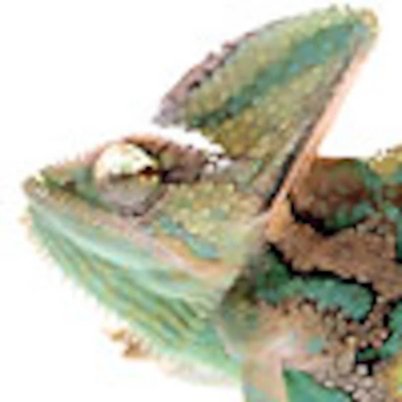 エボシカメレオン